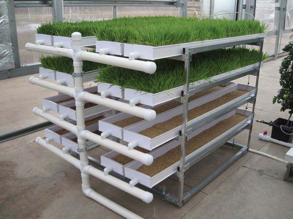 commercial-fodder-rack.jpg